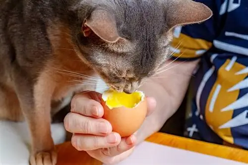 חתול חבש אוכל ביצת תרנגולת מבושלת