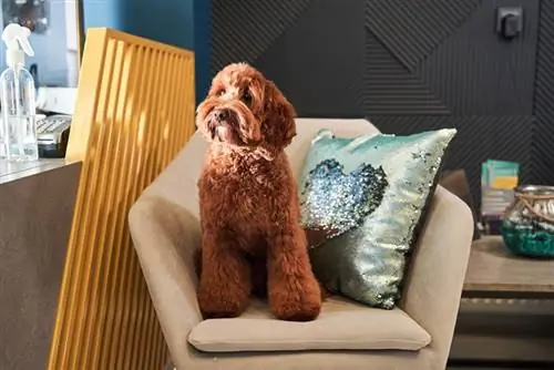 abrikoos labradoodle hond zittend op een gezellige stoel