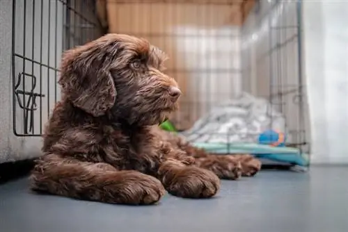 labradoodle wat naby hondekrat lê