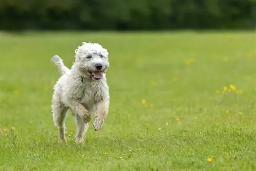 Valkoinen labradoodle juoksemassa kentällä