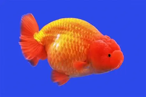 Lionhead Goldfish: ስዕሎች, የህይወት ዘመን, እንክብካቤ & የመራቢያ ምክሮች (የመጨረሻ መመሪያ)