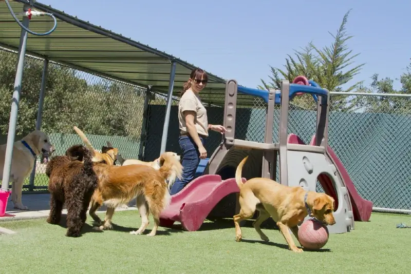 'n personeellid met verskeie honde by 'n doggy daycare kennel