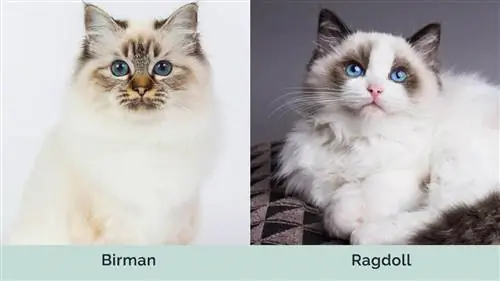 Birman vs Ragdoll unul lângă altul