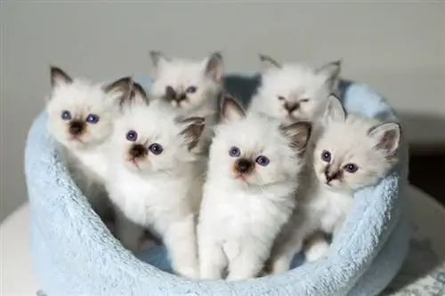 birman kittens