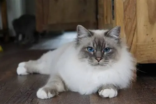 Birmankatt på gulvet