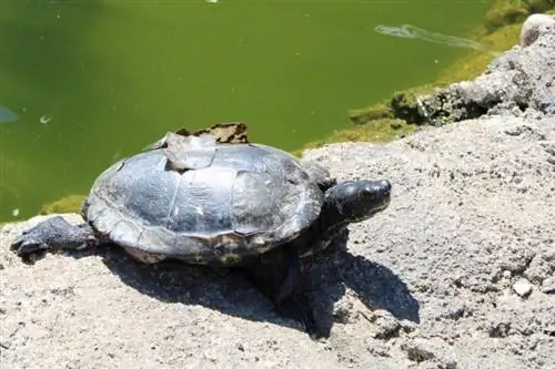 Épluchage de carapace de tortue & Excrétion : ce qui est normal & Ce qui ne l'est pas