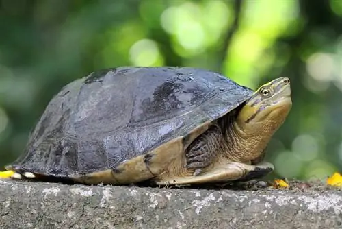 penyu berehat di dalam batu