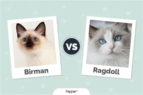 Birma vs. Ragdoll-Katzen: Die Unterschiede (mit Bildern)