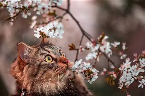 ağacda qızıl gözləri və albalı çiçəkləri ilə yaxından görünüşlü tabby pişik