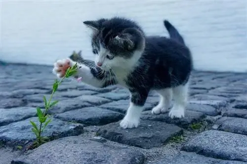 gatito jugando con plantas de flores en adoquines