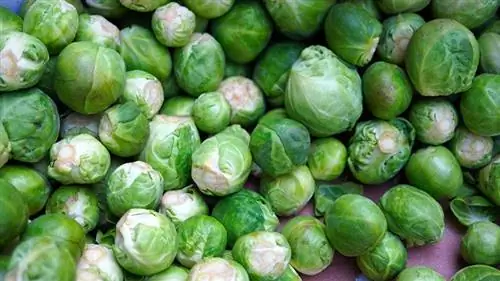 malapitan ng brussels sprouts