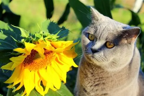 Lindo gato al lado de un girasol