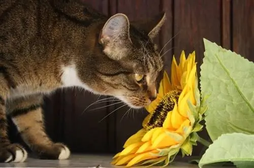 gatto a strisce che annusa girasole