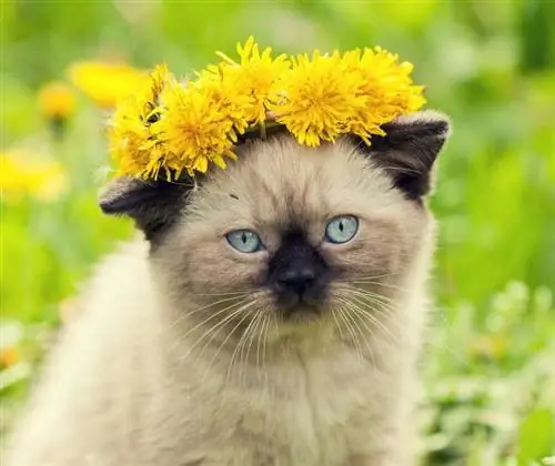 gatito coronado de flores