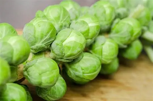 Maaari bang Kumain ang Mga Pusa ng Brussels Sprout? Anong kailangan mong malaman