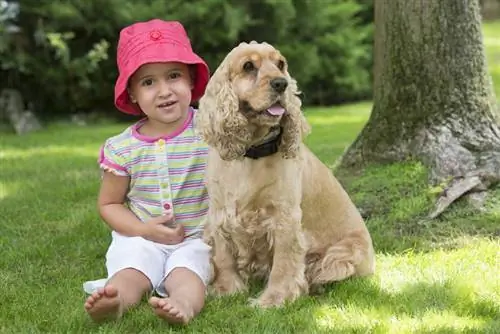 Kleines Mädchen mit Cocker Spaniel auf dem Gras