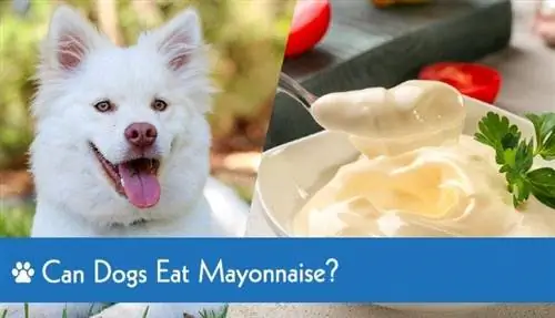 Chó ăn Mayonnaise được không? Mayo có hại cho chó không?