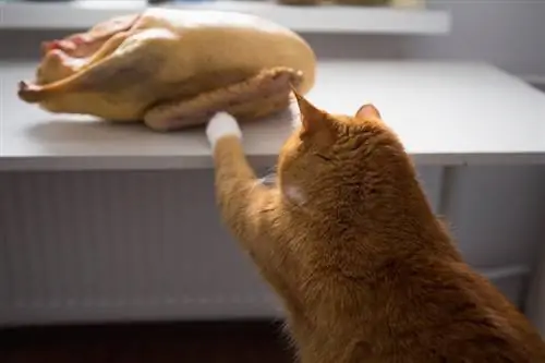 Cat Reaches Duck Meat