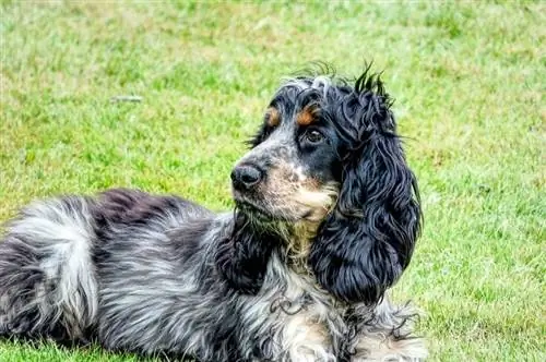 Përzierje Cocker Spaniel: Informacion, Foto, Veçori & Fakte