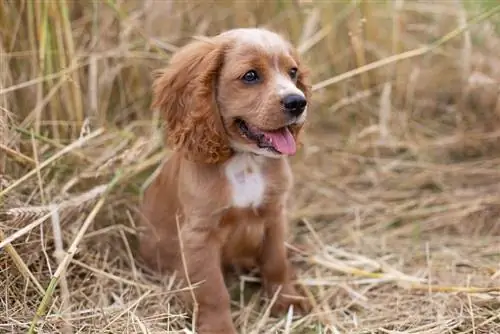 qenush koker spaniel