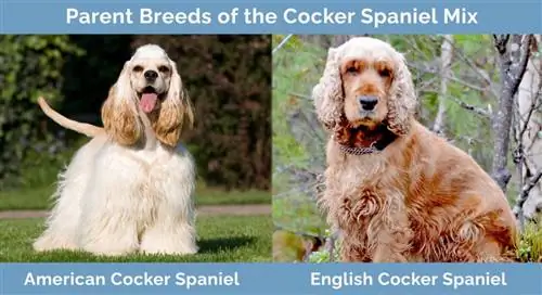 Forældreracer af Cocker Spaniel Mix