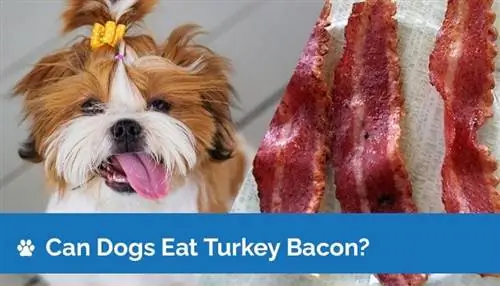 Maaari Bang Kumain ang Mga Aso ng Turkey Bacon? Anong kailangan mong malaman