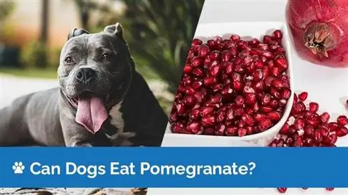 Kunnen honden granaatappels eten? Zijn granaatappels veilig voor honden?