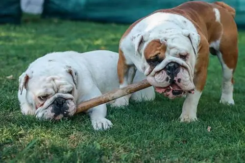 kaksi englantilaista bulldogia leikkimässä kepillä