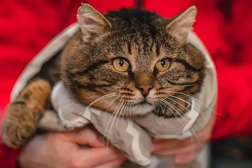 vrouw handen met een dikke kortharige Cyperse kat