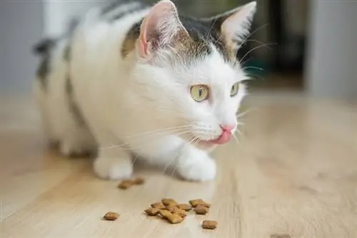 Katze frisst Leckereien mit herausgestreckter Zunge