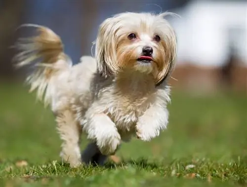 Havachon (Bichon Frize & Havanese Mix): Informácie, obrázky, vlastnosti & Fakty