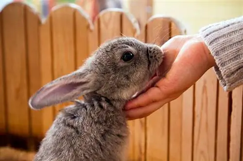 kleines graues Kaninchen frisst aus der Hand