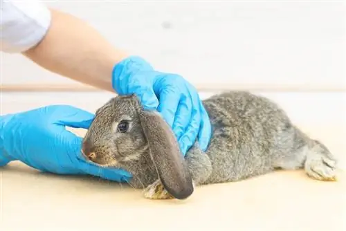 Kaninchenbaby bei ärztlicher Untersuchung beim Tierarzt in der Klinik