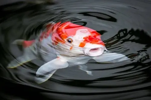 peixos koi a l'estany