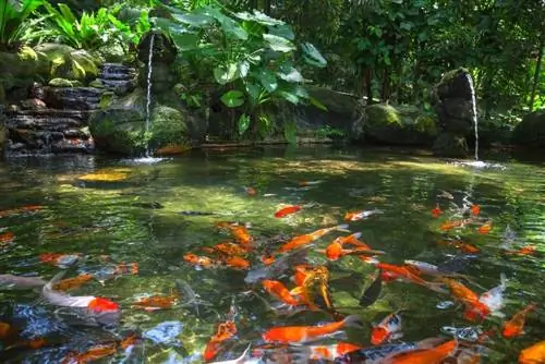 lagoa de carpas douradas