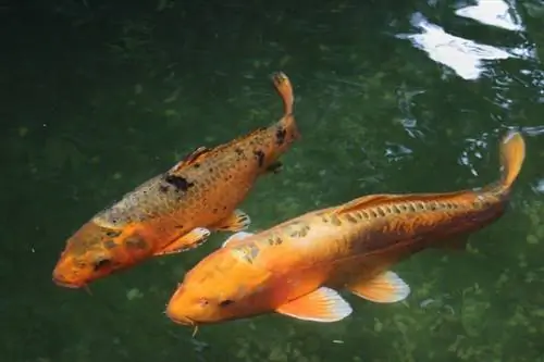 Você pode comer peixe Koi? É uma boa ideia?