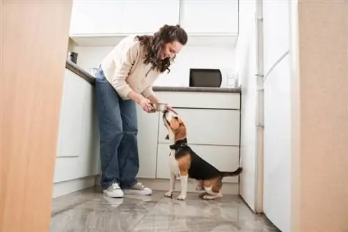 mujer alimentando a su perro