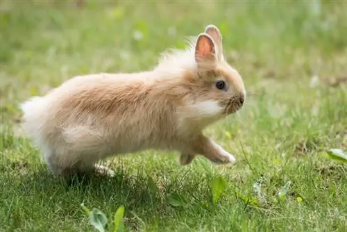 baby lionhead rabbit