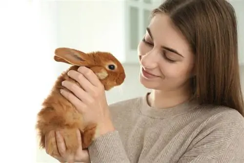 królik patrząc na swojego właściciela