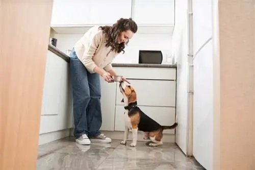 vrouw die haar hond voert