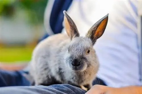 Jak si hrát se svým králíkem: 10 skvělých nápadů