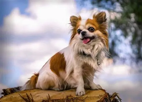 chihuahua duduk di atas kayu balak di luar rumah