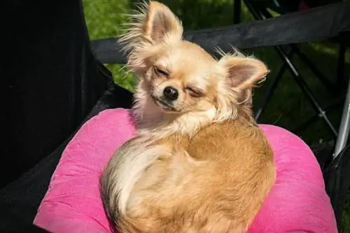 Chihuahua kike