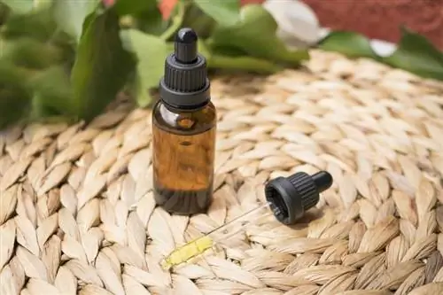 CBD Oil para sa Mga Seizure ng Pusa & Epilepsy: Nakatutulong ba Ito?