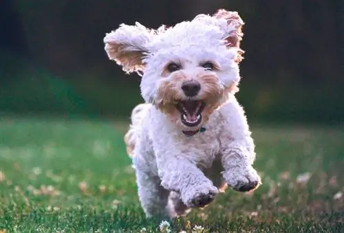 hvid fluffy cockapoo hund kører på græs