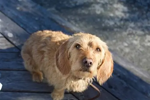 Curioso perro Basset Fauve de Bretagne