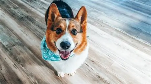 Pembroke roodharige driekleurige Corgi_CorrieMikayla_Shutterstock