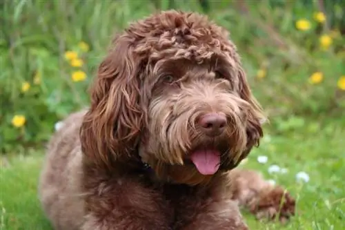 choklad cockapoo hund liggande på marken