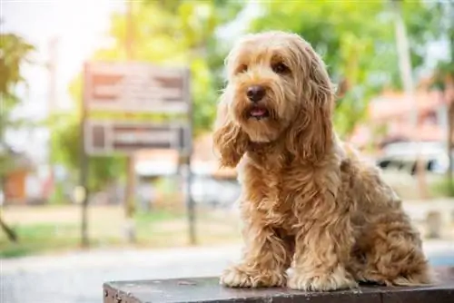 gyllene cockapoo hund sitter på bordet utomhus