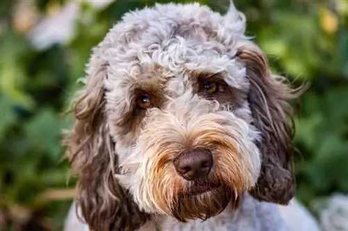 nærbillede af roan cockapoo hund